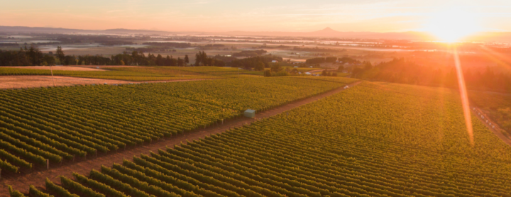 Brooks Vineyard Sunset