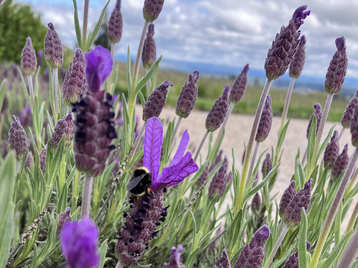 Lavendar planted near Brooks Estate vineyard in Willamette Valley Oregon to encourage biodiversity as part of the sustainable agriculture.