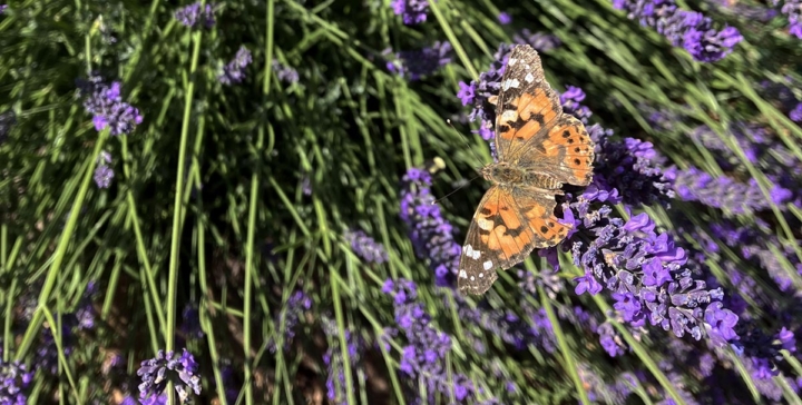 Nature lovers will appreciate how the vibrant life teeming at Brooks Estate where orange butterflies rest on purple lavendar blossoms.