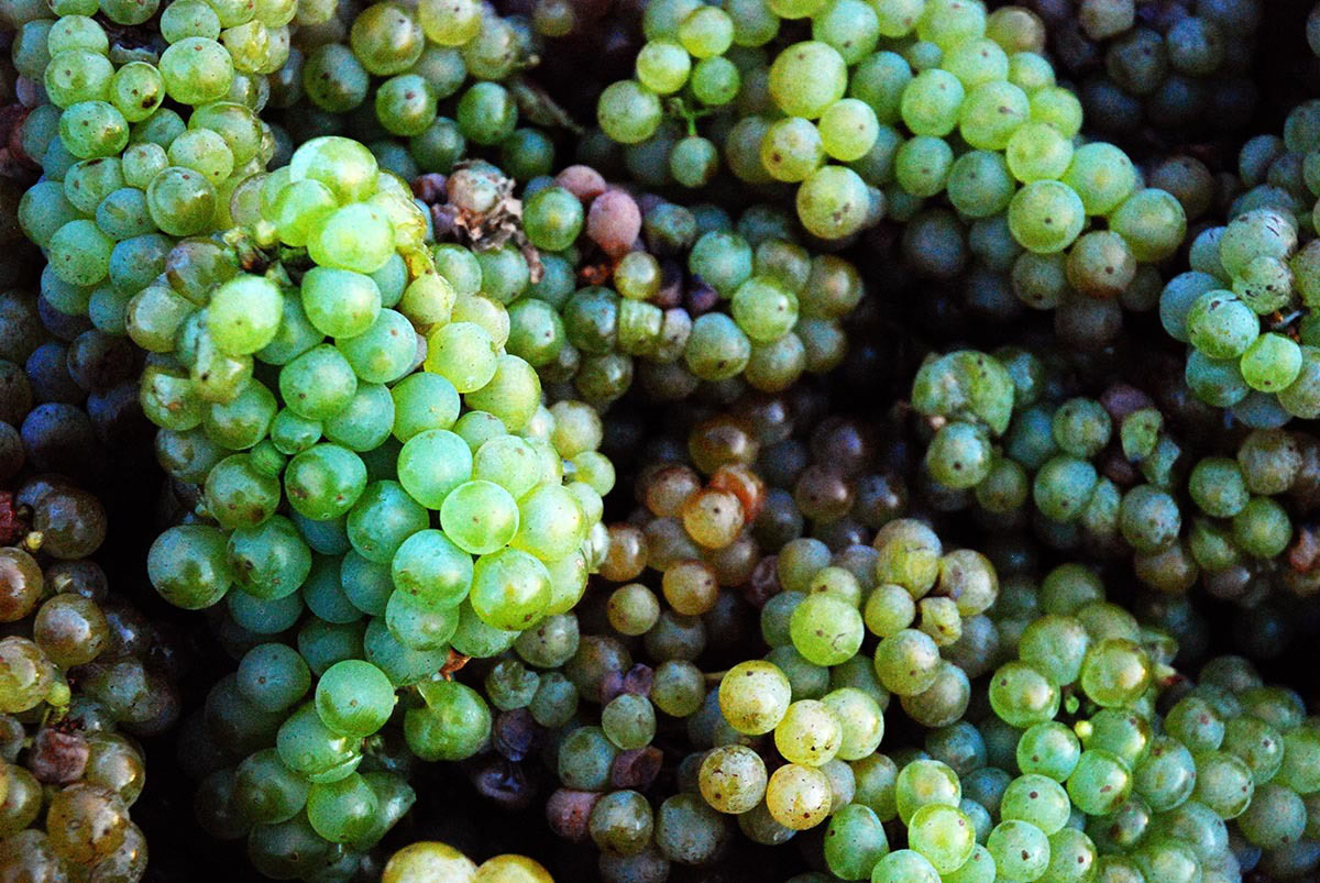 A close up shot of firm, ripe. freshly harvested Riesling grapes from Willamette Valley in Oregon.