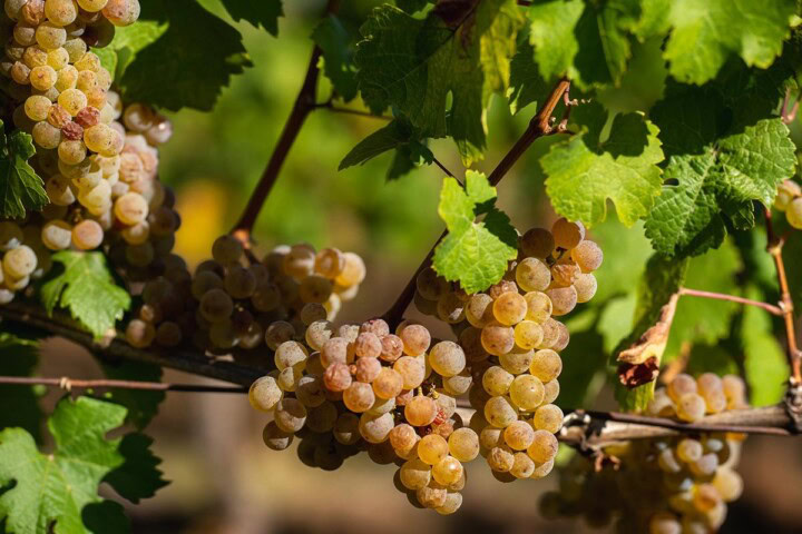 Sun-drenched Riesling grapes on the vine in Oregon's cool climate Willamette Valley.