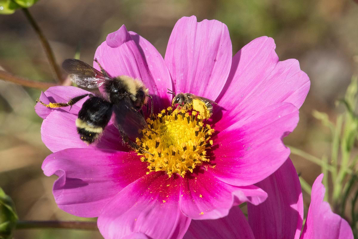 A native bee and a honeybee share the pollen from a vibrant flower planted at Brooks Estate, a bee-friendly Biodynamic winery in Oregon.