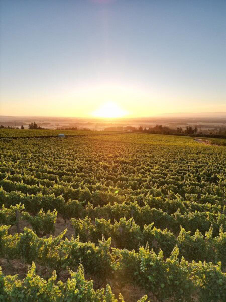 A sweeping view from atop a vineyard at Brooks Winery in Oregon with the sun rising behind the Cascade Mountain Range in the distance.