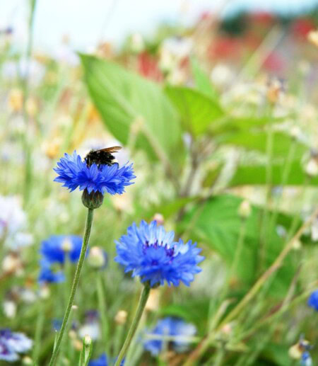 A close up of a native bee collecting pollen from flowers in a robust garden alongside Brooks Estate vineyard is proof of successful sustainabilitiy practices encouraging biodiversity. 