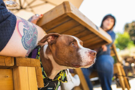 A brown pit bull wearing a yellow and green cooling collar enjoys a warm summer day under an umbrella at a dog-friendly seating option in Willamette Valley. 