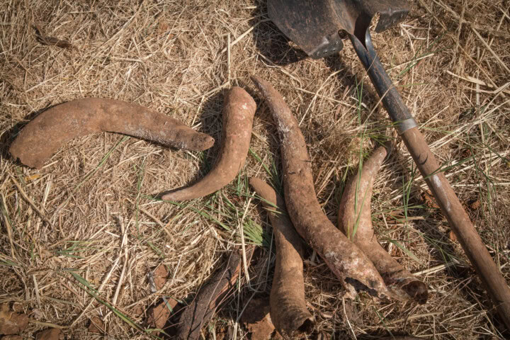 An overhead photo of bovine bones and a shovel on the ground in preparation for the historic practice of biodynamic vineyard management.