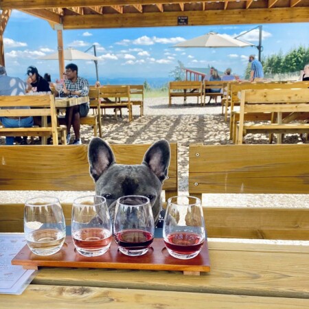 A French bulldog wearing a black bandana pops his head up above a wooden picnic bench to examine a flight of award-winning wine at Brooks Wine in Willamette Valley. 