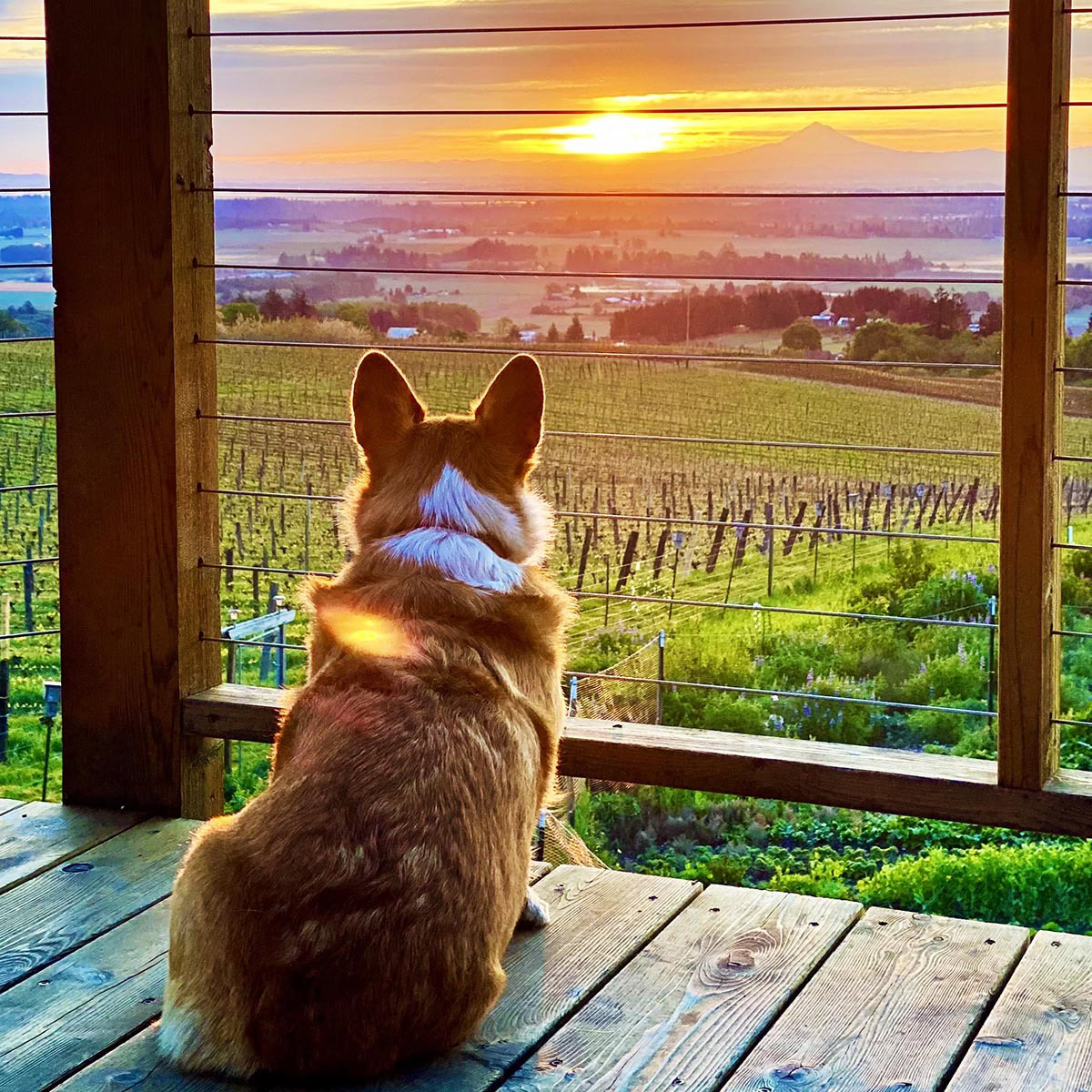 A corgi dog sits calmly on a wooden deck while watching the sun rise behind a vineyard in Willamette Valley, Oregon.