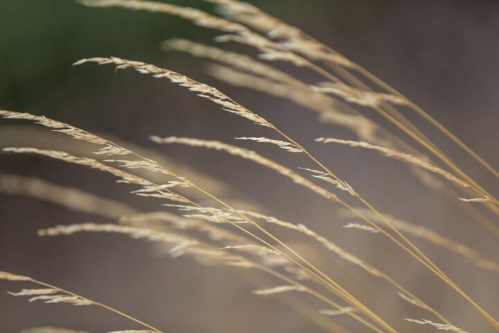 Grain stocks grown in the historically very fertile Willamette Valley due to top soil deposits from the Missoula Floods. 