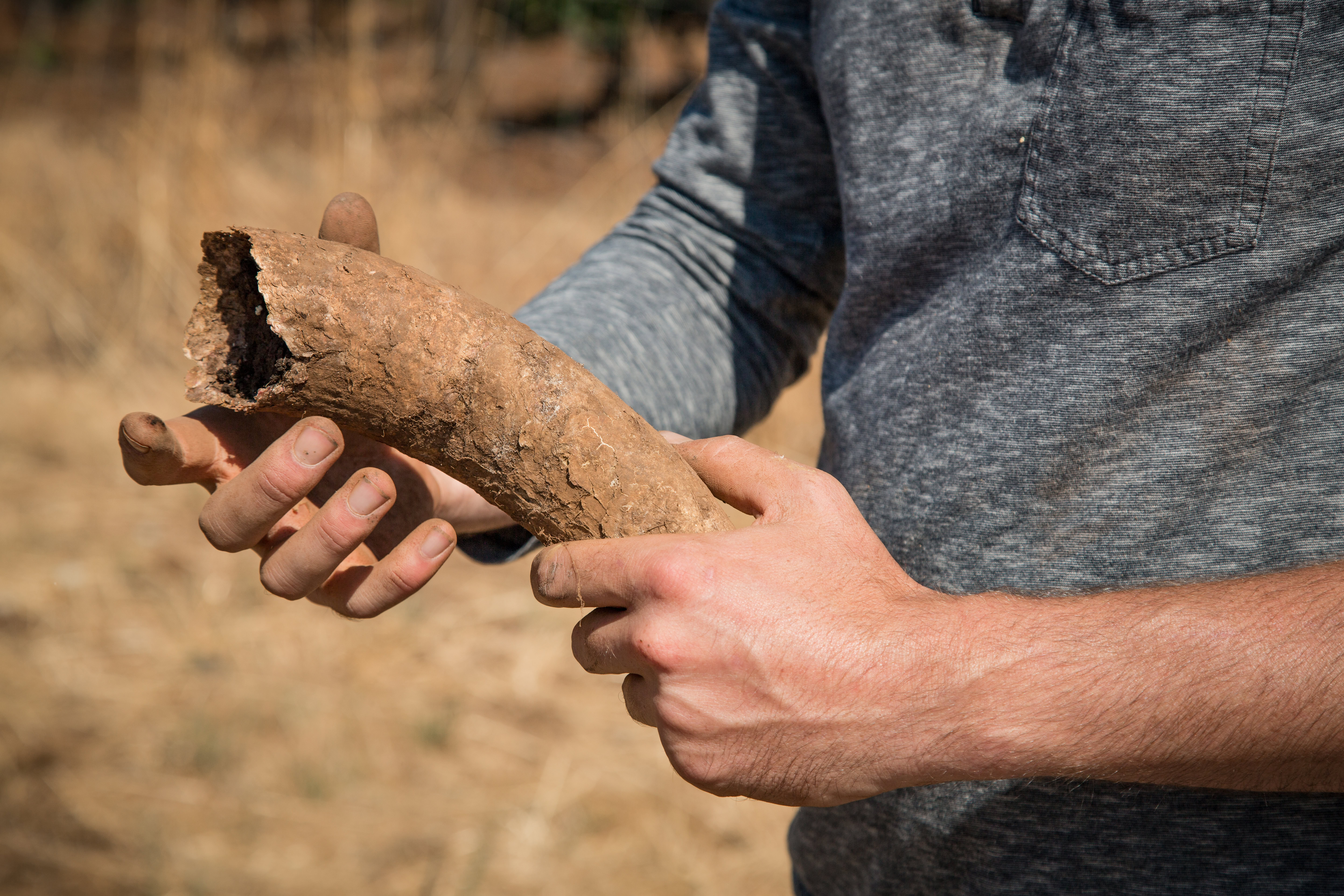 A wine grape grower wearing a light blue, longs sleeve shirt holds a cow horn that will be filled with manure for Preparation 500 as part of biodynamic farming practices.