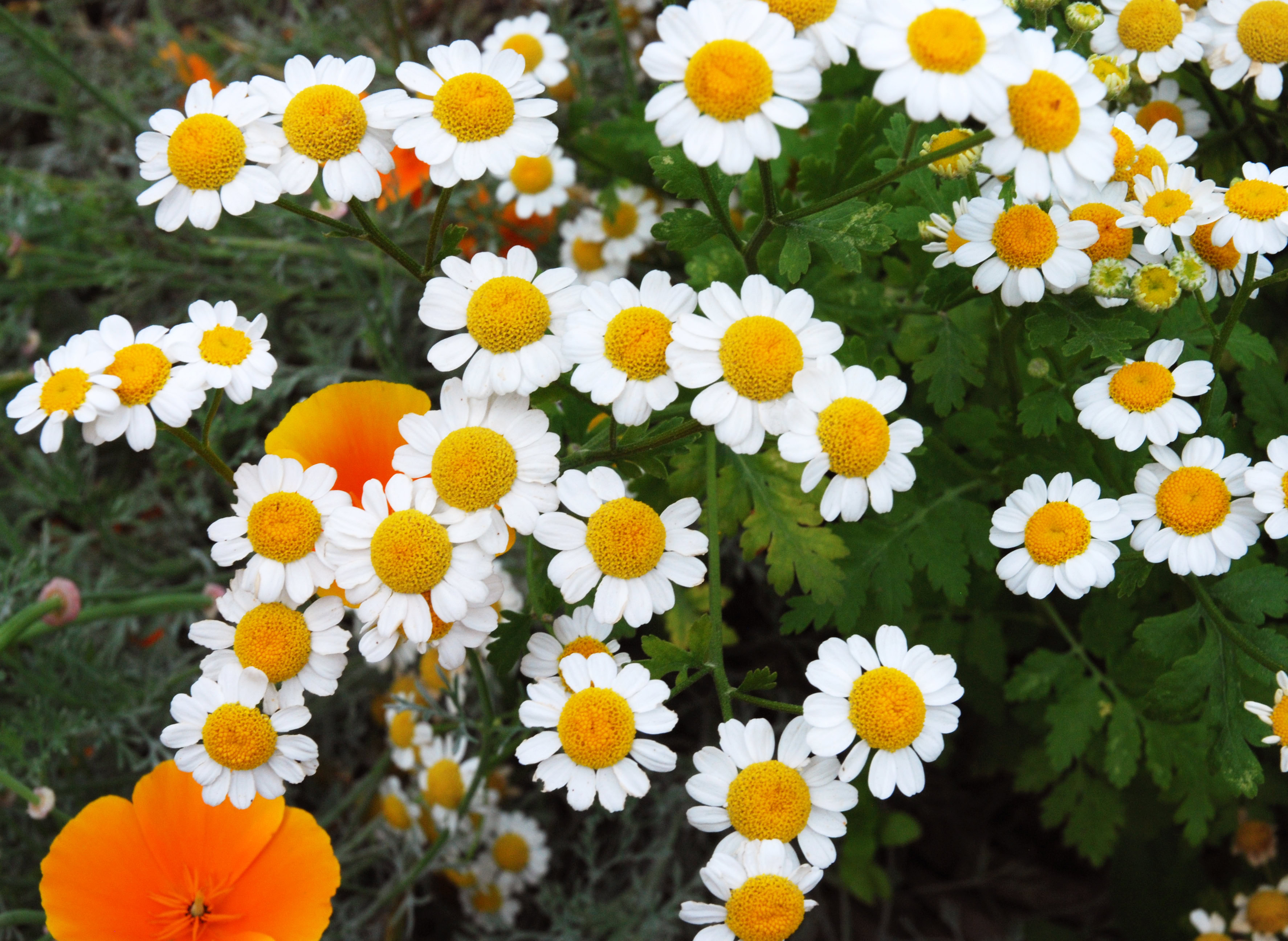 A close up images of chamomile flowers grown for both beauty and healing properties such as calming teas.