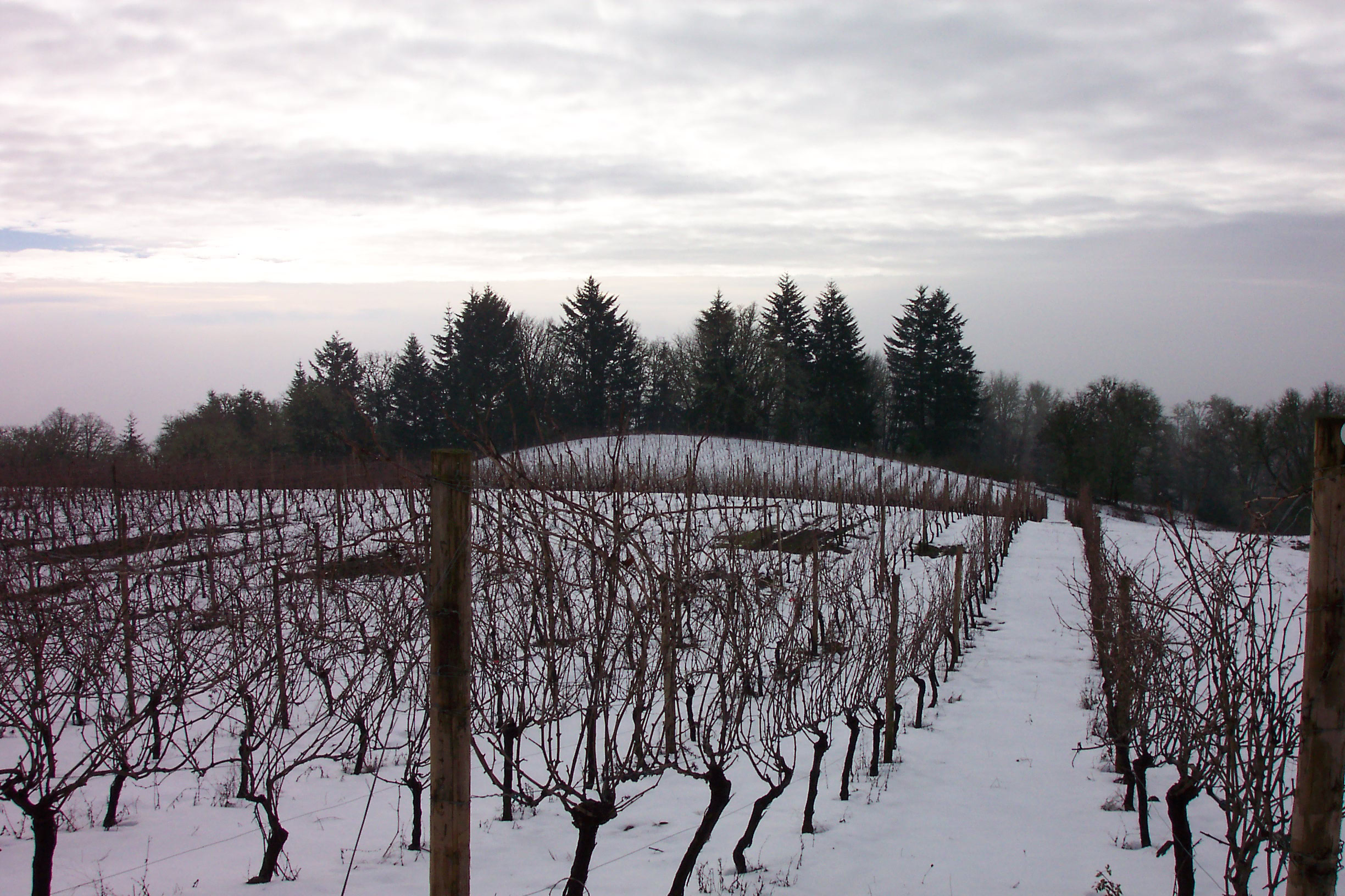 Snow covered vineyard with a dark conifer tree line in the distance below a white cloudy sky.