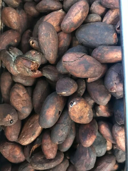 A close up shot of freshly roasted cacao beans cool in preparation for processing into chocolate. 