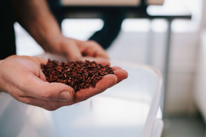 A hand holds out a handful of cacao nibs ready for conching, or grinding and polishing, into chocolate. 