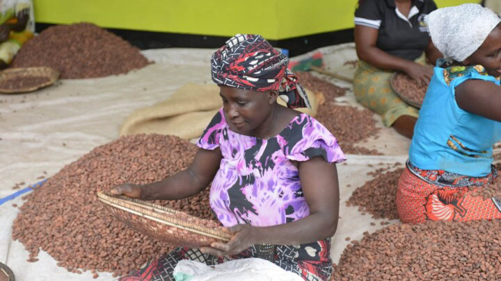 Women in Tanzania wear brightly patterned clothing and head wraps while processing recently fermented and dried cacao beans in preparation for processing into chocolate. 