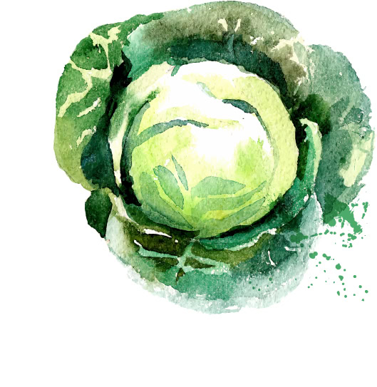 A watercolor painting of a bountiful green cabbage is used as a suggested ingredient in colcannon, an Irish comfort dish made with mashed potatoes and paired with white wine. 