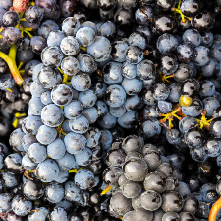 A close up image of freshly harvested, dark purple Pinot Noir grapes. 