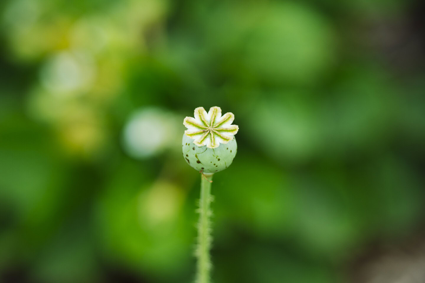 A single green flower bud surrounded by a green background of foliage of produce grown intentionally for wine and food pairings.